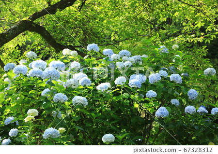 Hydrangea 357 Hydrangea 357 67328312