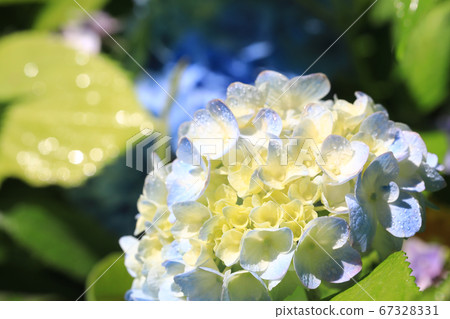 繡球8173 繡球8173 67328331