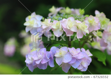 繡球花8125 67328332