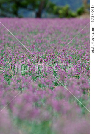 Tottori walk in four seasons autumn Rakkyo flower 67328412