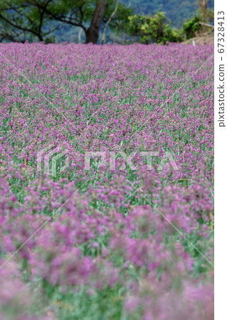Tottori walk in four seasons autumn Rakkyo flower 67328413