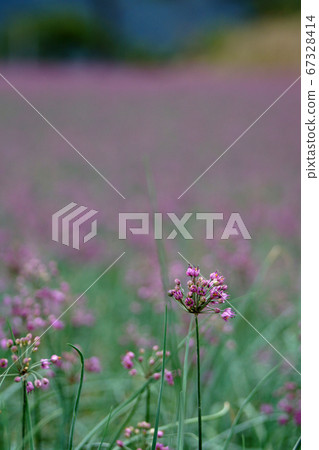 Tottori walk in four seasons autumn Rakkyo flower 67328414