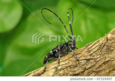 Longhorn beetle (depth synthesis) 67328497