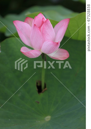 A lotus that blossomed through the leaves A lotus that blossomed through the leaves 67328838