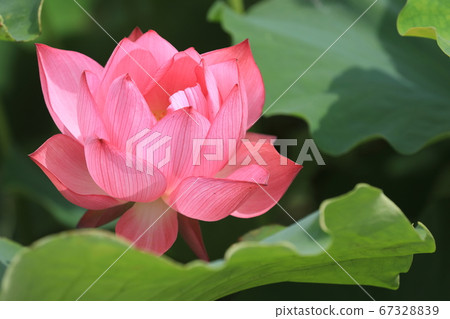 Fiery lotus petals Fiery lotus petals 67328839