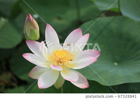 一隻蜜蜂吮吸美味的蓮花花蜜 67328841