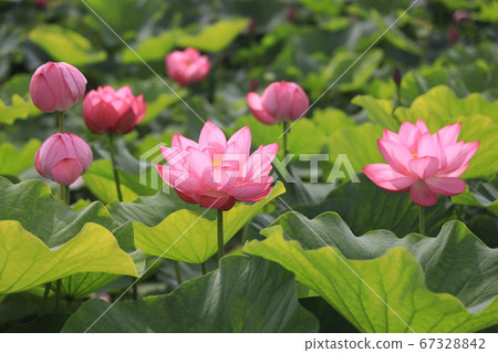 Pink lotus family Pink lotus family 67328842