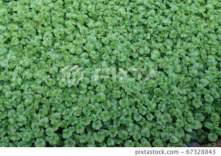 Wasabi leaves covering the surface of the pond Wasabi leaves covering the surface of the pond 67328843
