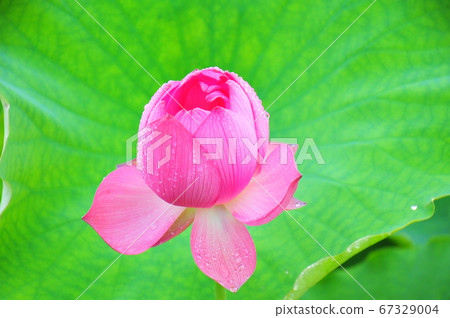 古代蓮花與雨滴古代蓮花在雨中盛開(綠色背景) 古代蓮花與雨滴古代蓮花在雨中盛開(綠色背景) 67329004