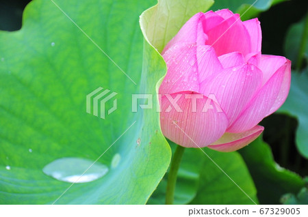 Ancient lotus with raindrops Ancient lotus blooming in the rain (green background) Ancient lotus with raindrops Ancient lotus blooming in the rain (green background) 67329005