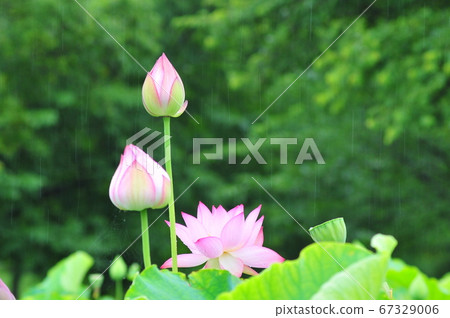 Ancient lotus with raindrops Ancient lotus blooming in the rain (green background) Ancient lotus with raindrops Ancient lotus blooming in the rain (green background) 67329006