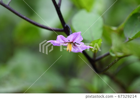 雨季和茄子花 67329214