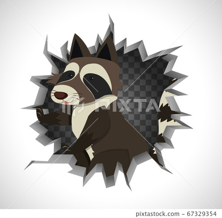 Cute raccoon coming out of cracked wall Cute raccoon coming out of cracked wall 67329354