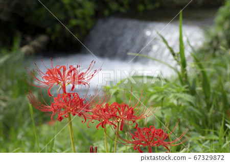 River and cluster amaryllis cluster amaryllis blooming on the riverside River and cluster amaryllis cluster amaryllis blooming on the riverside 67329872