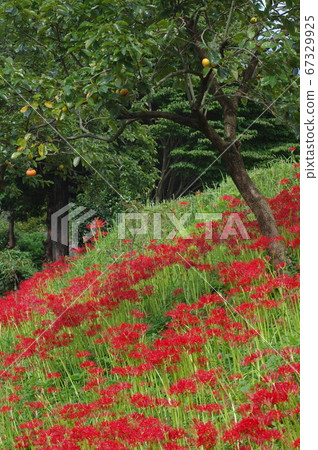 Persimmon and cluster amaryllis Persimmon and Manju 67329925