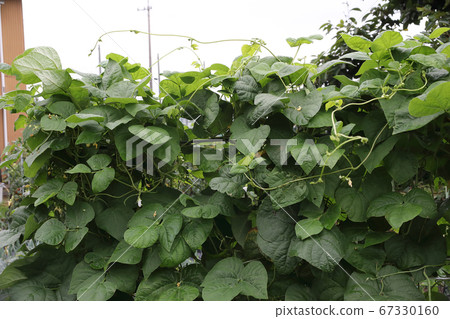 十六個cow豆藤 67330160