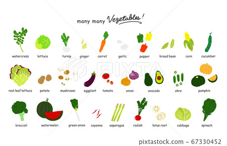 各種蔬菜的彩色插圖圖標[白色背景] 67330452