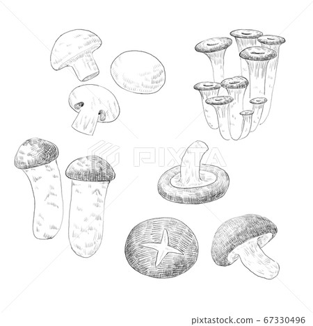 鉛筆素描蘑菇 67330496