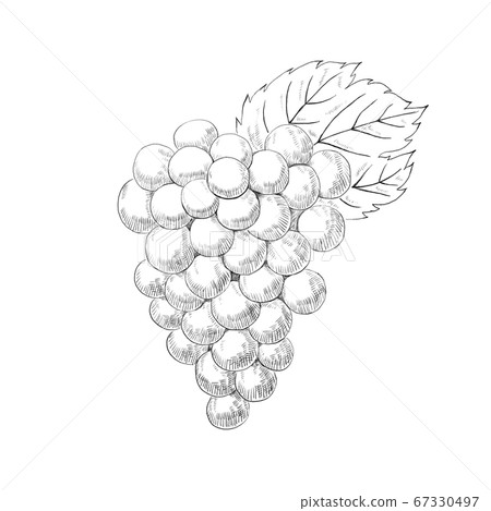 鉛筆素描-葡萄 67330497