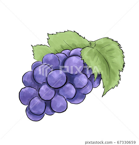 Watercolor grape illustration Watercolor grape illustration 67330659