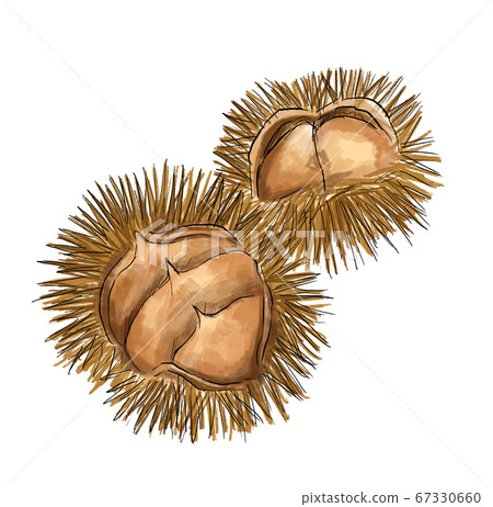 Illustration of chestnut in watercolor style Illustration of chestnut in watercolor style 67330660