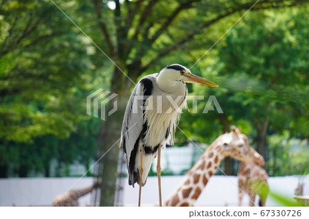 Gray heron 67330726