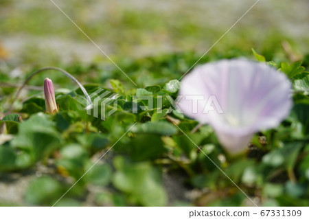 在日本的沙灘上的野生植物05 在日本的沙灘上的野生植物05 67331309