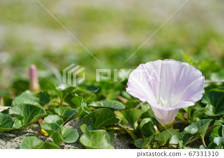Bindweed on a sandy beach in Japan 06 Bindweed on a sandy beach in Japan 06 67331310