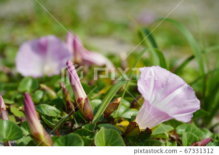 在日本的沙灘上的野生植物08 67331312