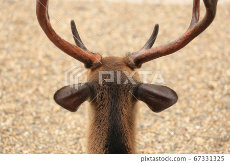 Head, back view of a stag in Nara Park - Stock Photo
