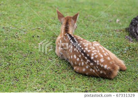 The back of a fawn in Nara Park, a fawn pattern 67331329