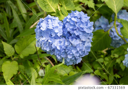 Hydrangea (blue) that looks like a heart 67331569