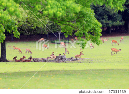 奈良公園的草坪和鹿的形象 67331589