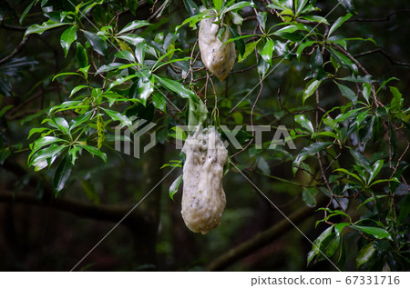 Egg mass of Moriagal Egg mass of Moriagal 67331716