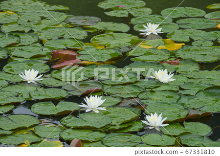 秩父第二十五地方Ku路睡蓮之花 秩父第二十五地方Ku路睡蓮之花 67331810