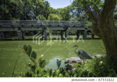 A view of a heron resting in the Kujo pond of the old Kujo family garden in the Kyoto Gyoen and the Takakura bridge over the pond 67331822