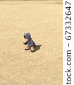 Little boy crouching in the park 67332647