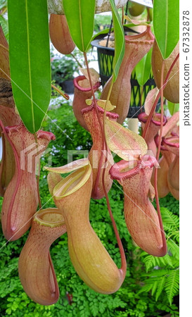 Nepenthes Nepenthes 67332878