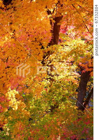 Maple Maple 67332884