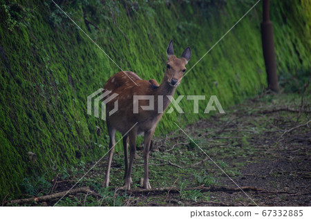Deer in Naramoto, Higashiizu Town, Kamo District, Shizuoka Prefecture Deer in Naramoto, Higashiizu Town, Kamo District, Shizuoka Prefecture 67332885