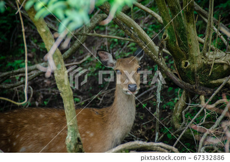 Deer in Naramoto, Higashiizu Town, Kamo District, Shizuoka Prefecture Deer in Naramoto, Higashiizu Town, Kamo District, Shizuoka Prefecture 67332886