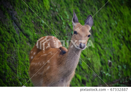 Deer in Naramoto, Higashiizu Town, Kamo District, Shizuoka Prefecture 67332887