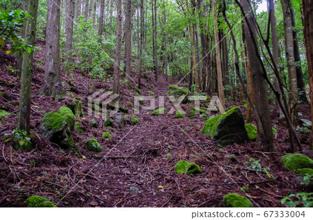 Forest Road to Siranuta Pond Forest Road to Siranuta Pond 67333004