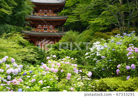 Hanafoji Iwafune Mie Tower Hydrangea in full bloom Hanafoji Iwafune Mie Tower Hydrangea in full bloom 67333291