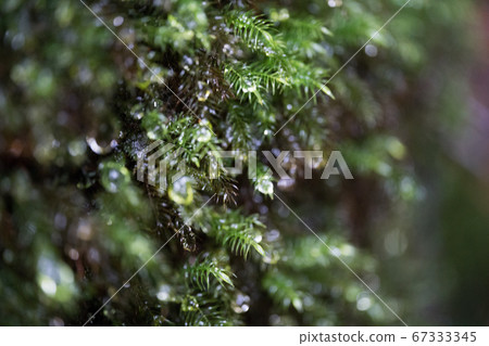 在屋久島上的白谷雲水峽種植的苔蘚 67333345
