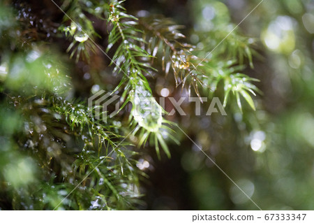 Moss growing in Shiratani Unsuikyo on Yakushima Moss growing in Shiratani Unsuikyo on Yakushima 67333347