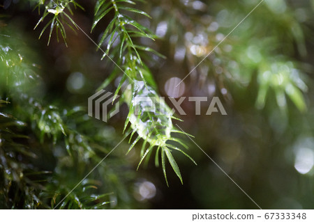 在屋久島上的白谷雲水峽種植的苔蘚 在屋久島上的白谷雲水峽種植的苔蘚 67333348
