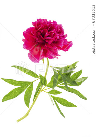 Red single peony flower isolated on white 67333512