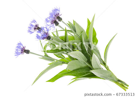 Bunch of garden cornflowers on white background. 67333513