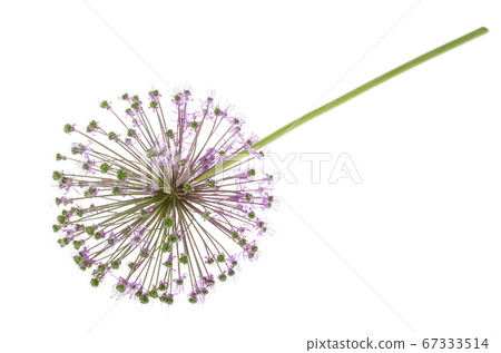 Delicate purple flowers in the shape of blooming Delicate purple flowers in the shape of blooming 67333514